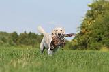 GOLDEN RETRIEVER 422
